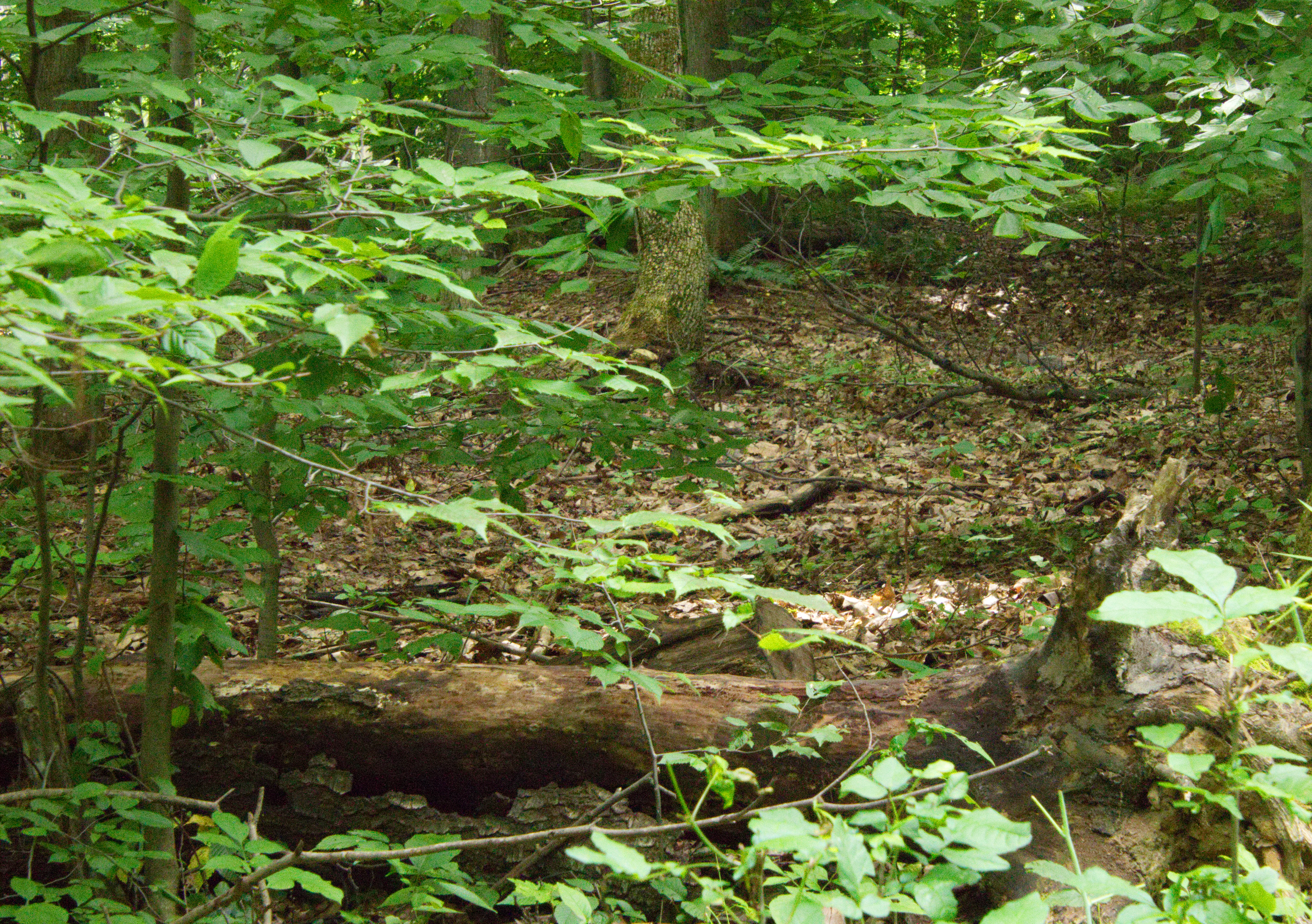 Rushford Lake 3 8-2-18