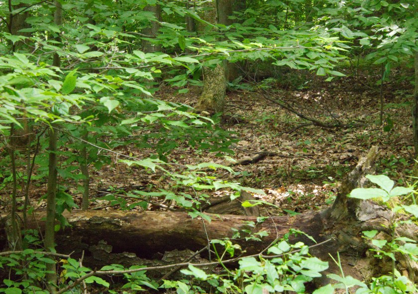 Rushford Lake 3 8-2-18