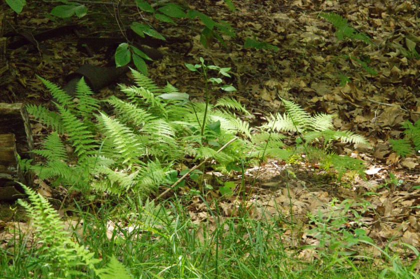 Rushford Lake 4 8-2-18