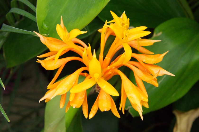 Yellow Flower 8-1-18